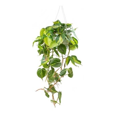 Philodendron Scandens Mica &#39;Brasil&#39; Hanging Basket 16cm