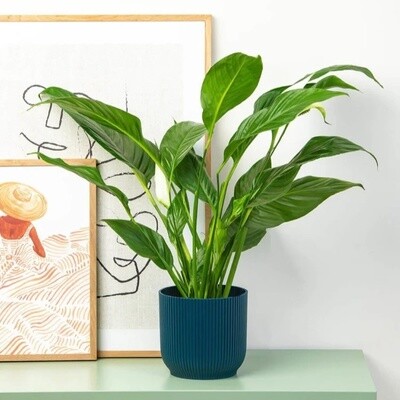 Spathiphyllum  Peace Lily