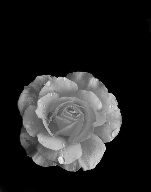 The Rose, Size: 17 x 22