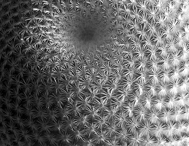 Cactus Art