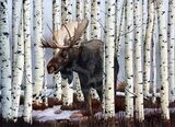 AMONG THE ASPENS 21&quot; x 29&quot;