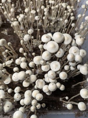 Panaeolus Cyanescens - TTBVI