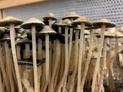 Panaeolus Cyanescens - Bunnell