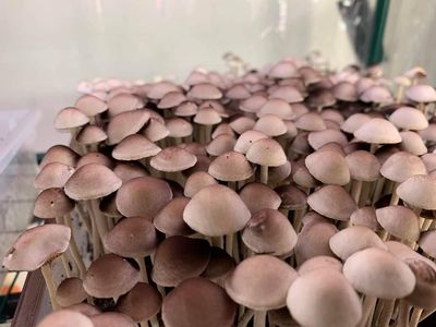 Panaeolus Cyanescens - PHV