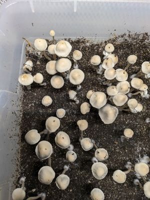 Panaeolus Cyanescens - Brooksville