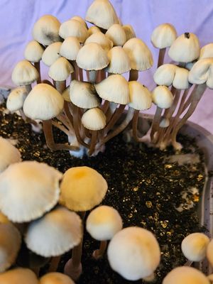 Panaeolus Cyanescens - Blue Springs
