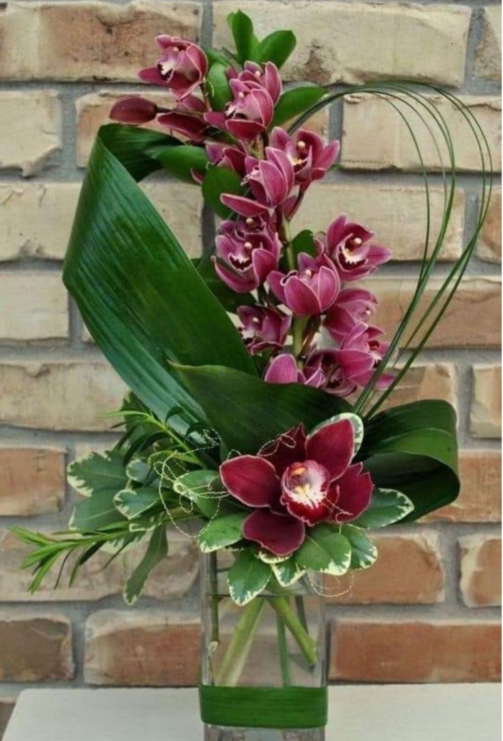 Orchid Elegance