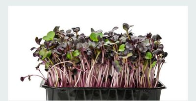 PURPLE RADDISH MICROGREENS 1 Pint