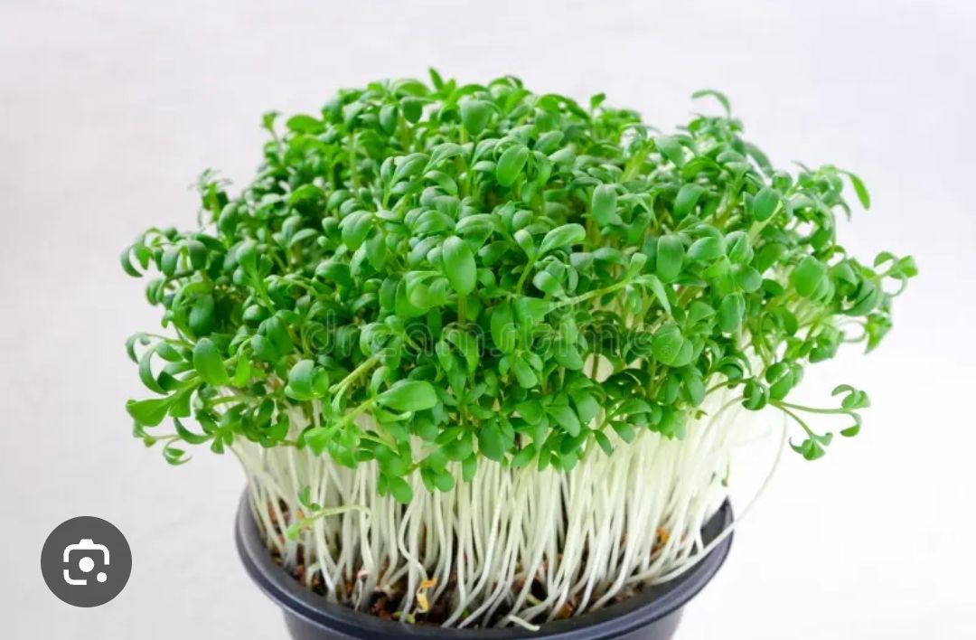 ARUGULA MICROGREENS 1.5 Qt.
