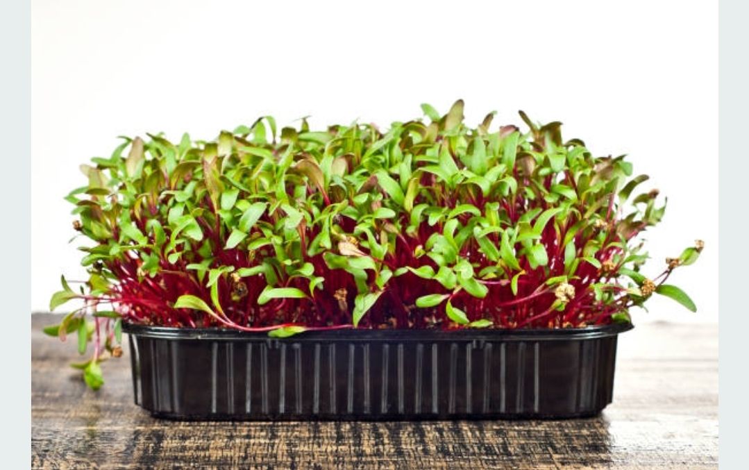 BEET DETROIT DARK RED MICROGREENS 1.5 Qt.