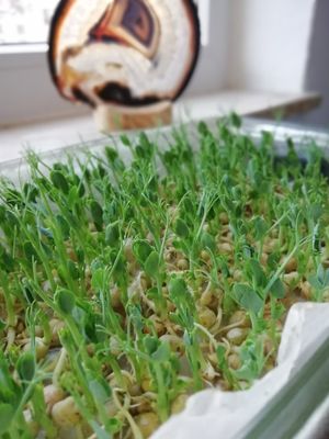 SWEET GREEN PEA SHOOTS 1 Pint