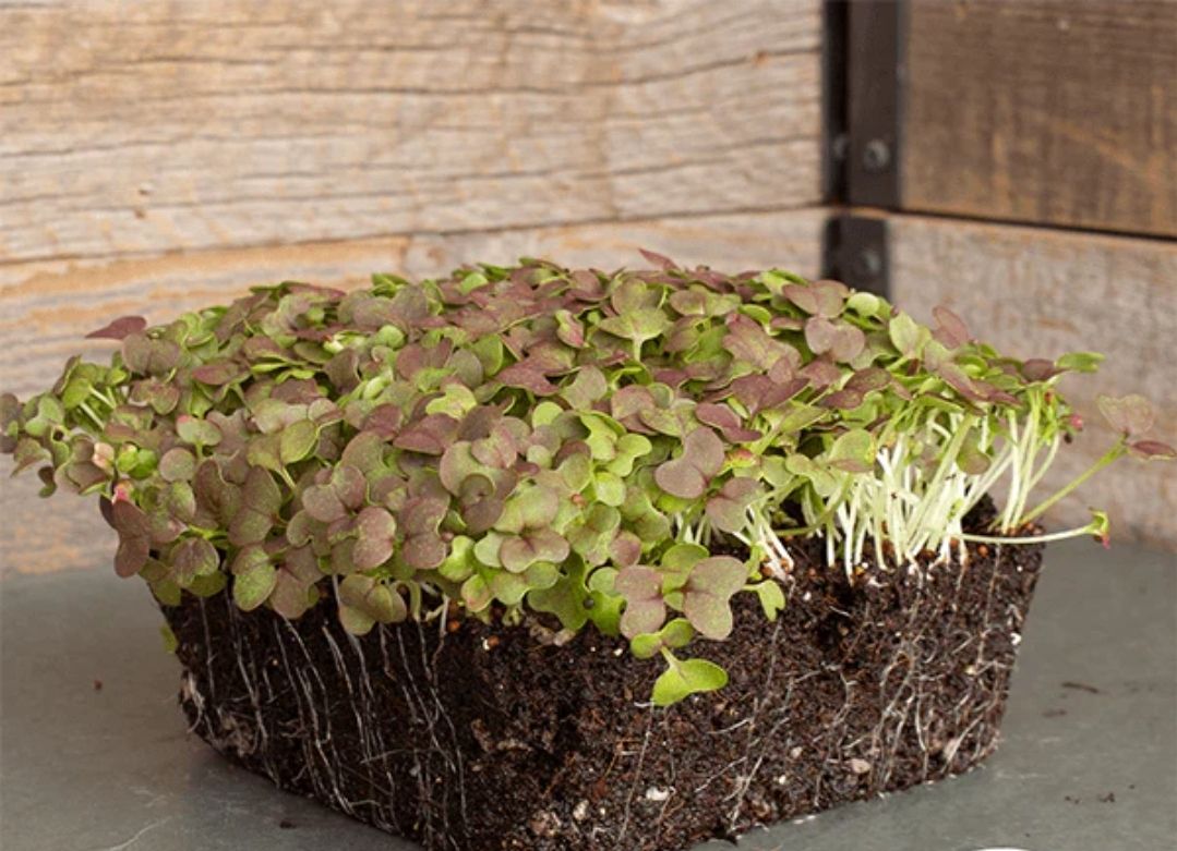 MIZUNA RED LEAF MUSTARD MICROGREENS 1 Pint