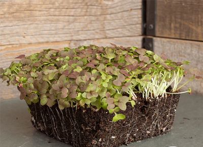 MIZUNA RED LEAF MUSTARD MICROGREENS 1 Pint