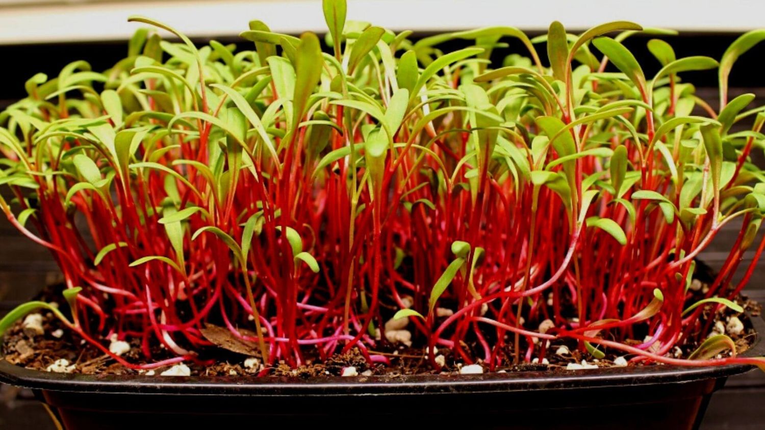 SWISS CHARD MICROGREENS 1 Pint