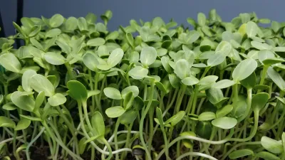 SUNFLOWER MICROGREENS 1 Pint