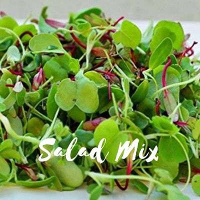 SALAD MIX VARIETY MICROGREENS 1 PINT