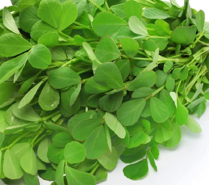 FENUGREEK MICROGREENS 1 Pint
