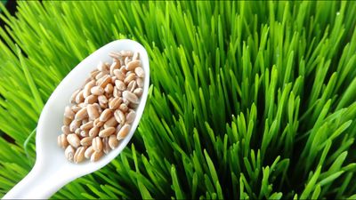 WHEATGRASS 1.5 Qt.