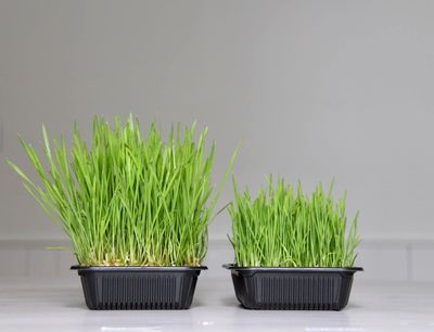 WHEATGRASS 1.5 Qt.