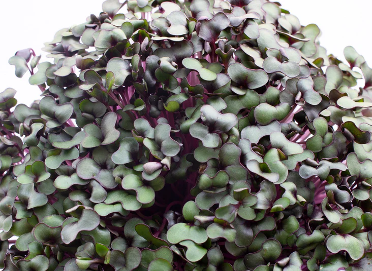 RED CABBAGE MICROGREENS 1 PINT