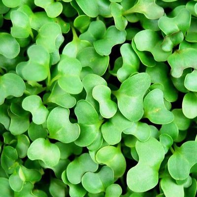 Vates Collards Microgreen 1 Pint Box