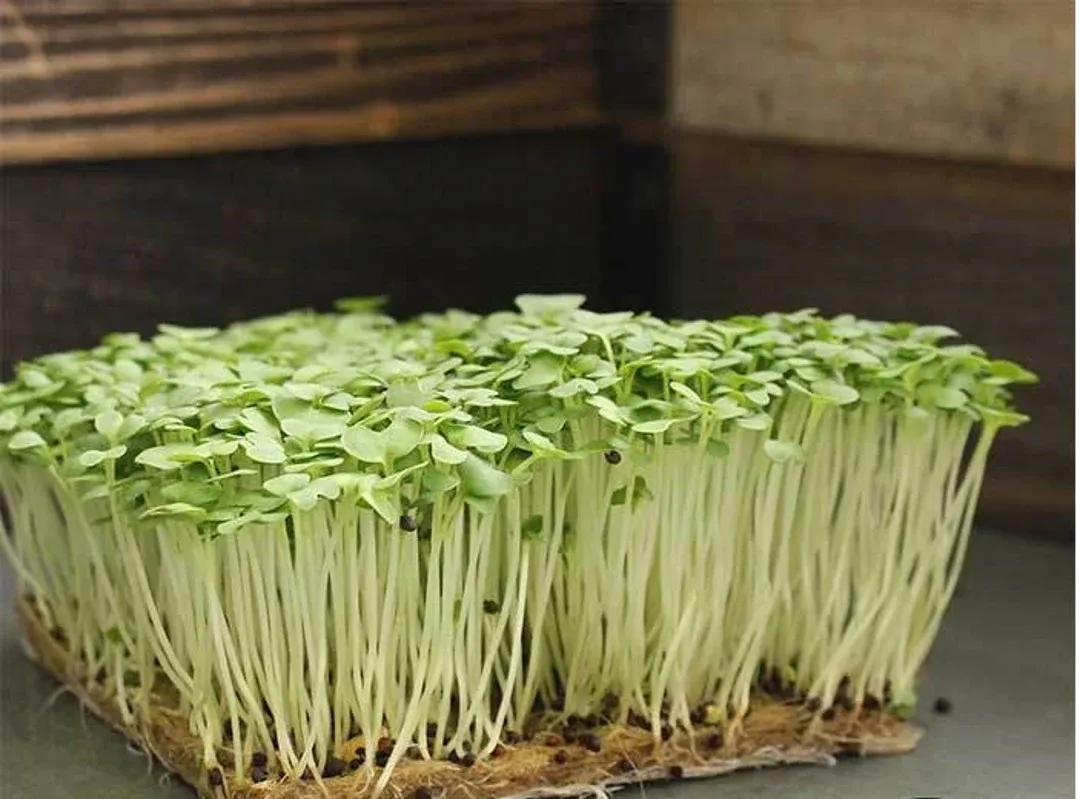 Southern Giant Curled Mustard Microgreens 1.5 Qt.