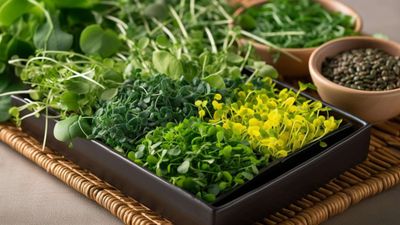 Vates Collards Microgreen 1 Pint Box