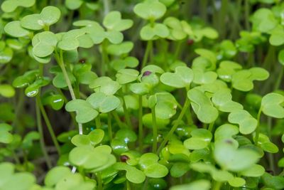 Southern Giant Curled Mustard Microgreens 1.5 Qt.