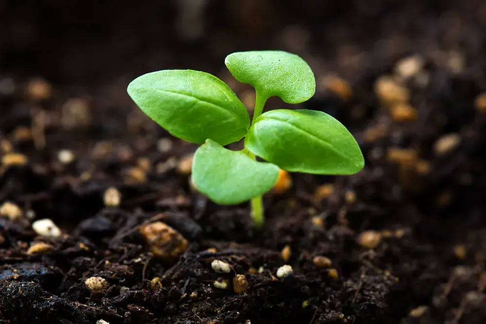 Basil Genovese Microgreen 1Pint