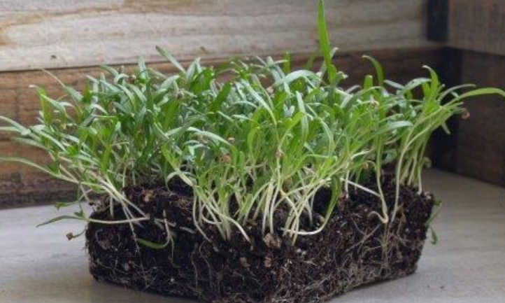 WINTER GIANT SPINACH MICROGREENS 1.5 QT