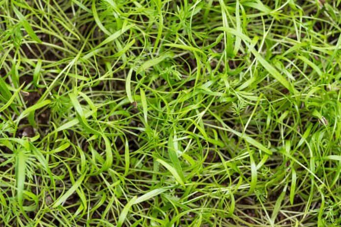 Agnostic Dill Microgreens 1 Pint