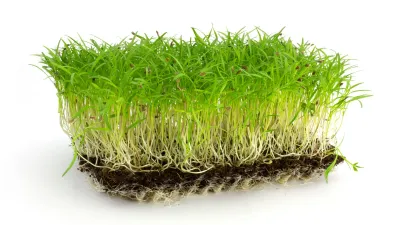 Carrot Microgreens 1Pint