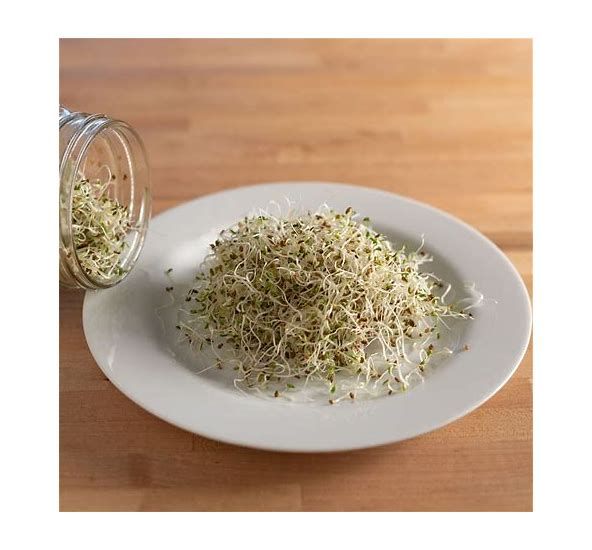 Alfalfa Sprouts Chemical Free 1Pint