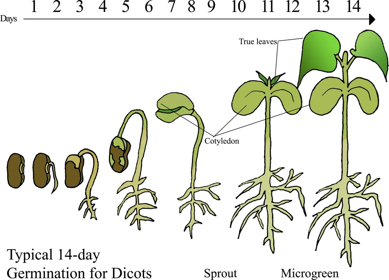 Broccoli Microgreens 1 Pint