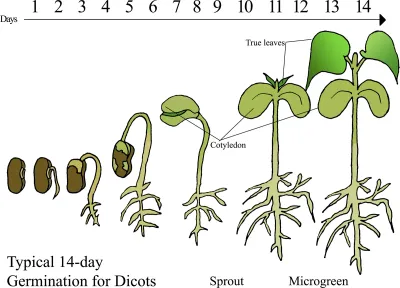 Broccoli Microgreens 1 Pint
