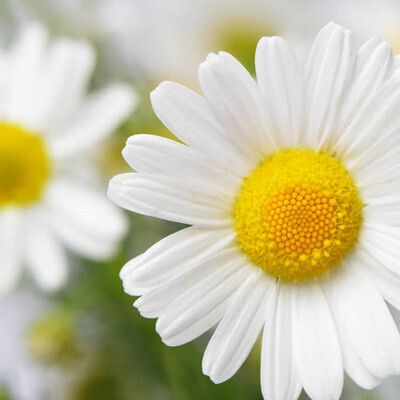 3oz DAISY SHAMPOO/BODY BAR