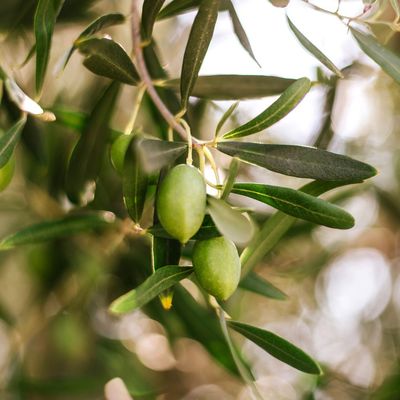 1oz OLIVE WOOD &amp; CYPRESS BEARD/SKIN BALM