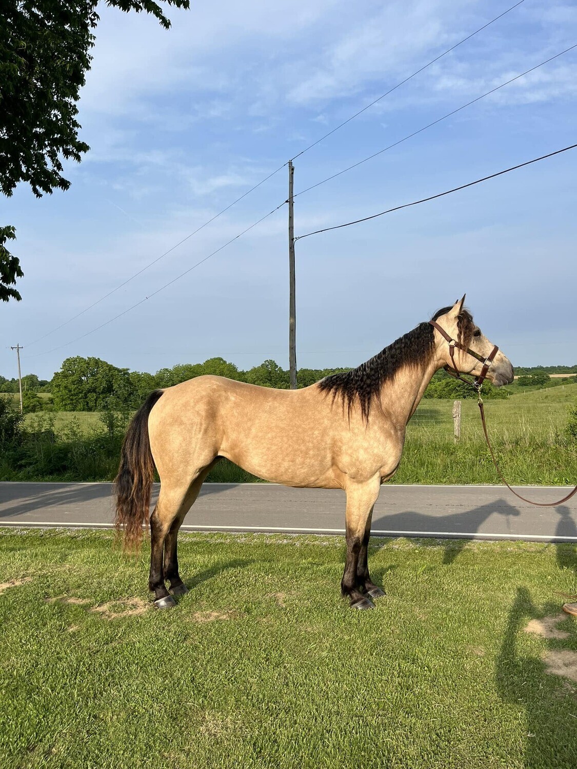 HINDI: Versatile and Gentle Quarter Gelding horse for sale. Perfect for Beginners