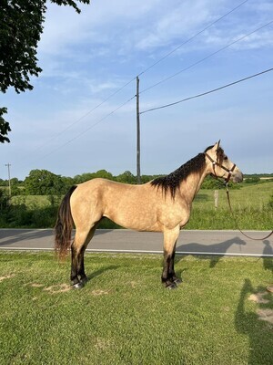 HINDI: Versatile and Gentle Quarter Gelding horse for sale. Perfect for Beginners