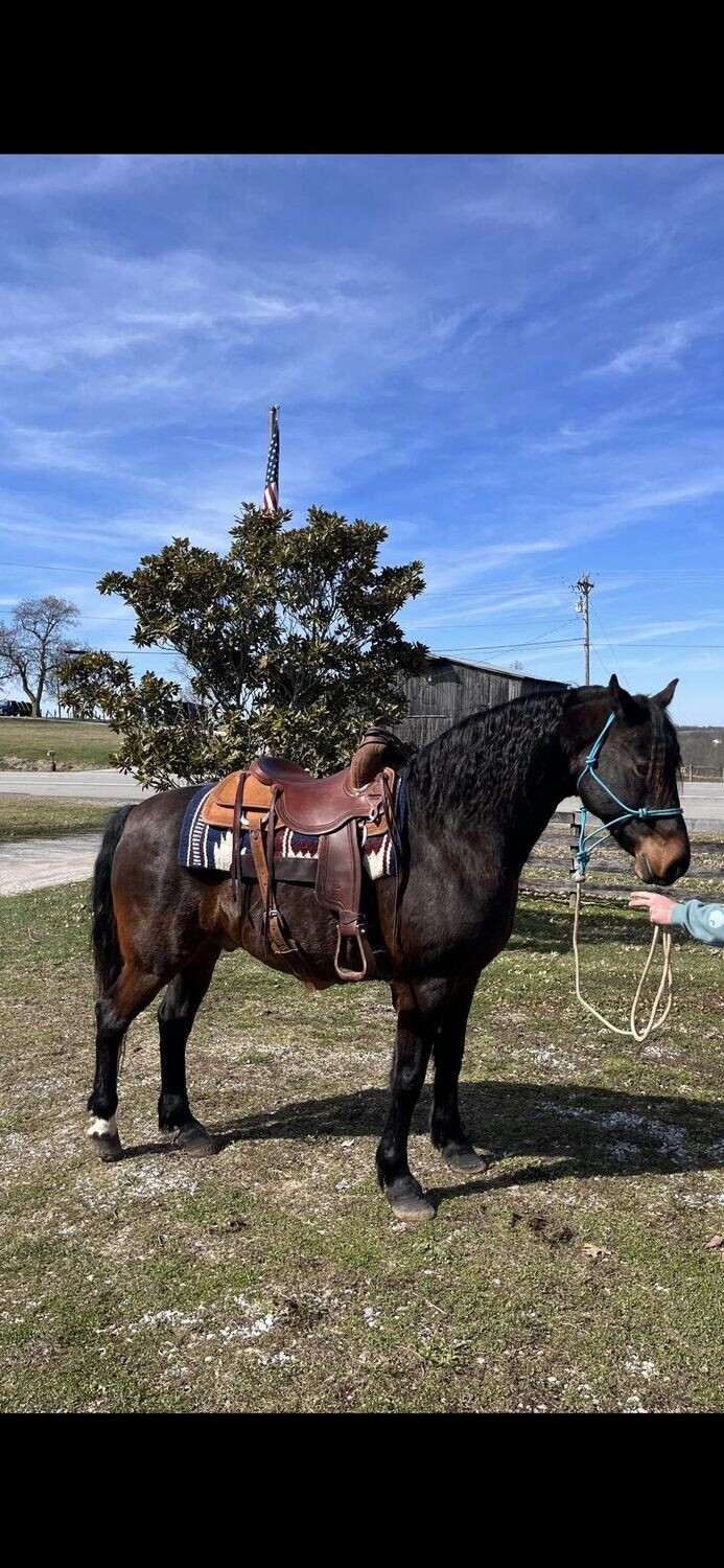 HANK: Buy Versatile Crossbred Gelding horse Ready for Any Rider
