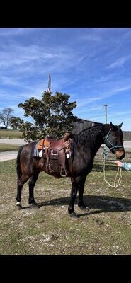 HANK: Buy Versatile Crossbred Gelding horse Ready for Any Rider
