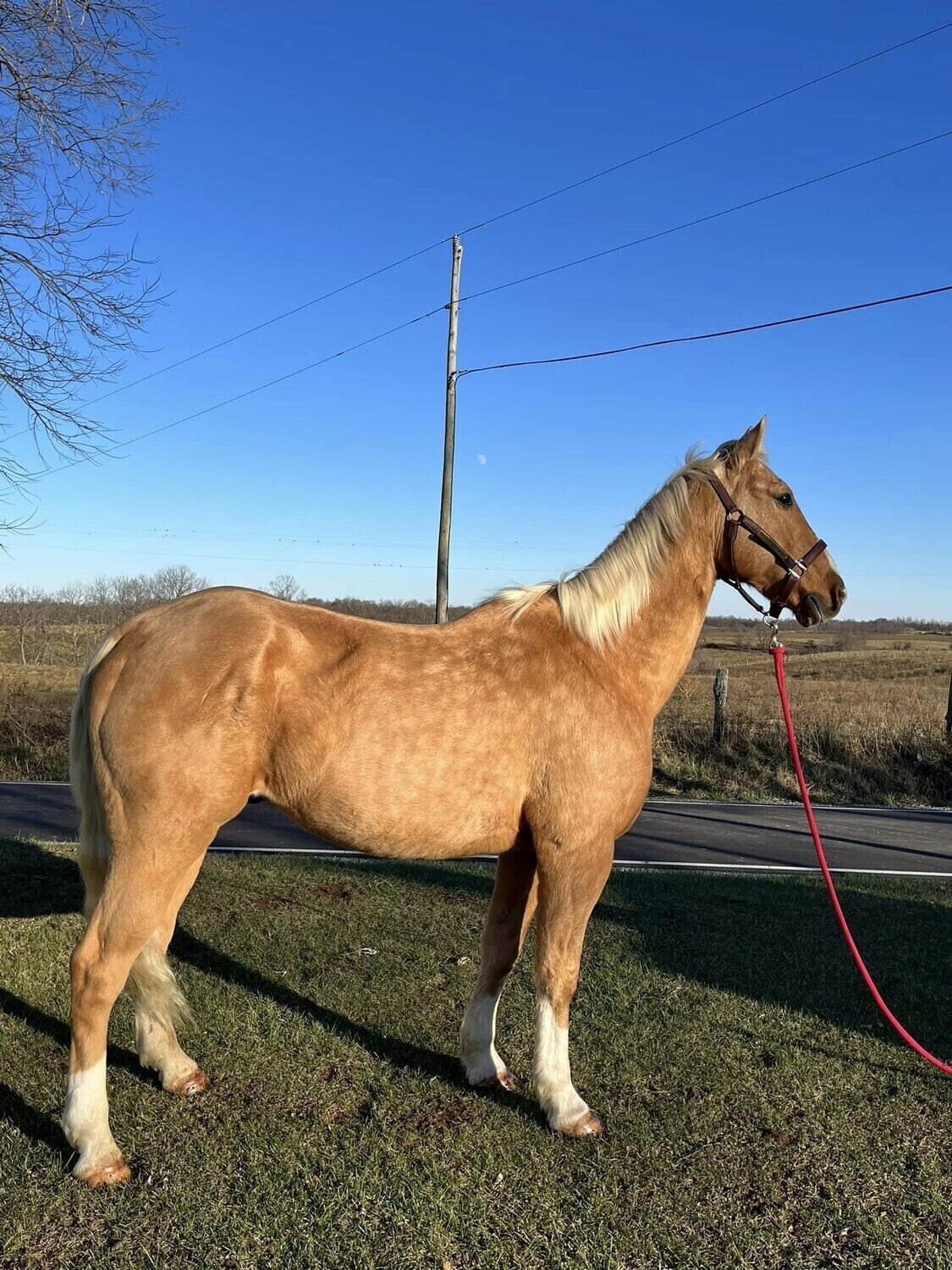 TORES: Exceptional 7-Year-Old Grade Quarter Gelding horse for sale