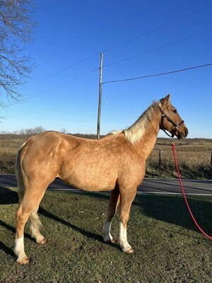 TORES: Exceptional 7-Year-Old Grade Quarter Gelding horse for sale