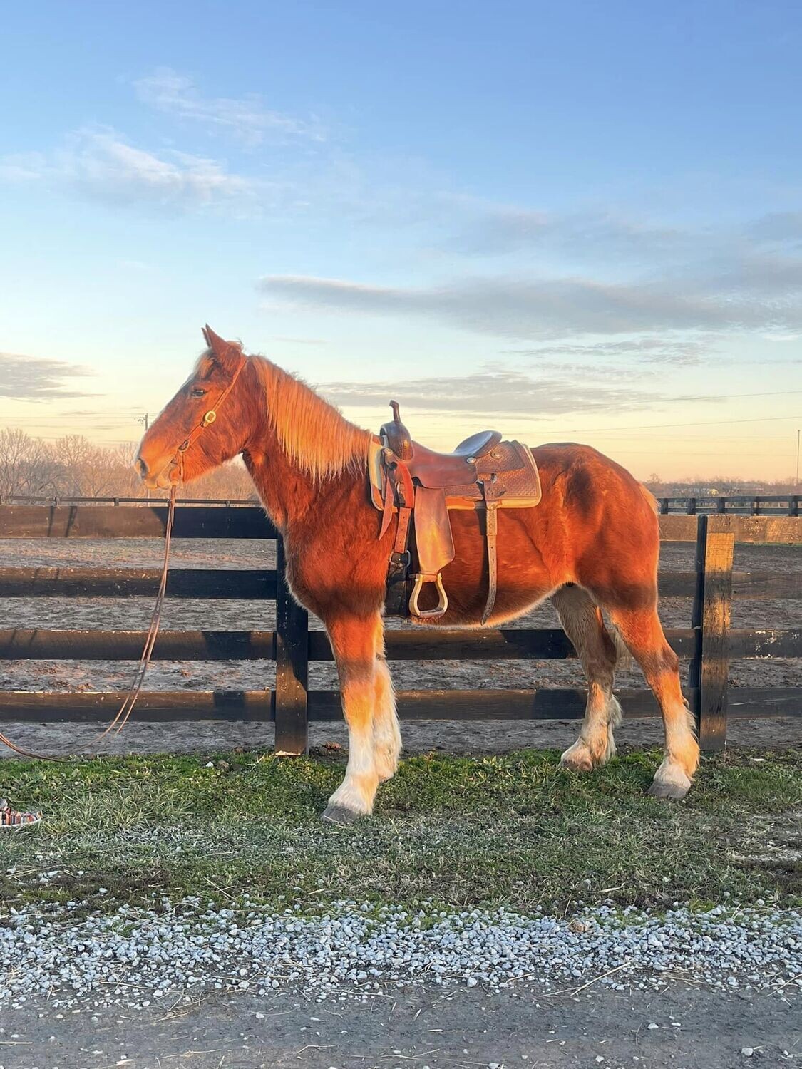 LOLA: Versatile 9-Year-Old Crossbred Gelding horse for sale