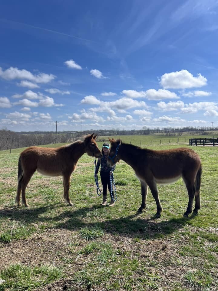 MOLLY &amp; JOHN: Adorable Bonded Draft Mule Foals horses for sale