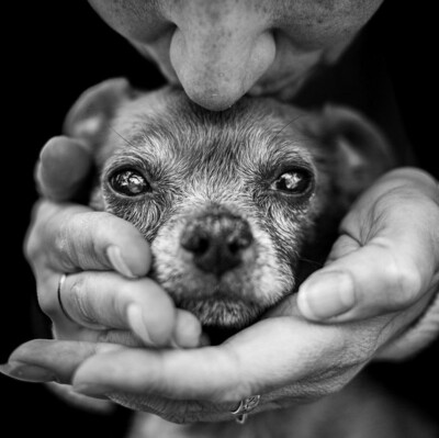 Donations to spread stray Dog awareness- Houston Tx