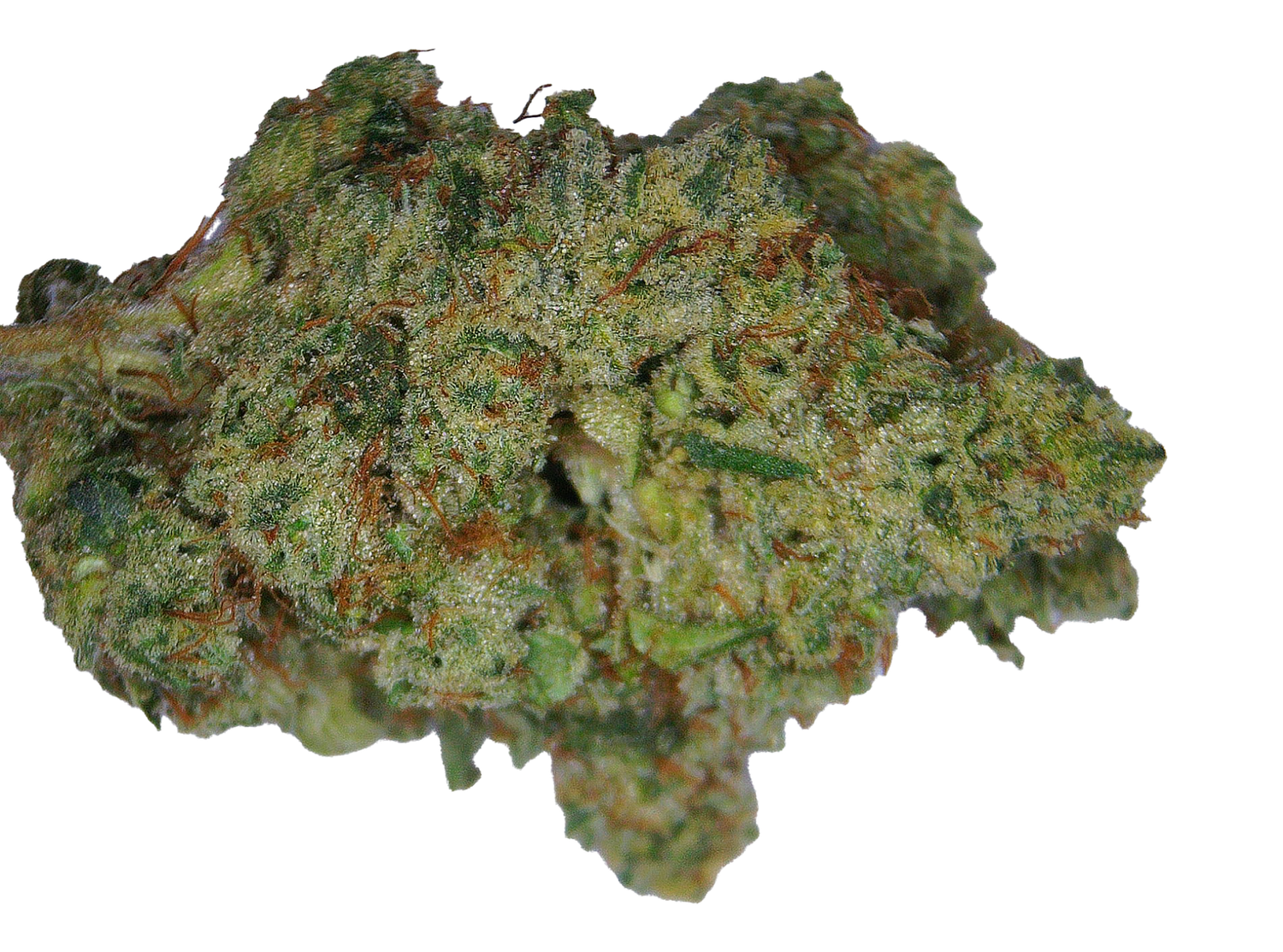 GG4