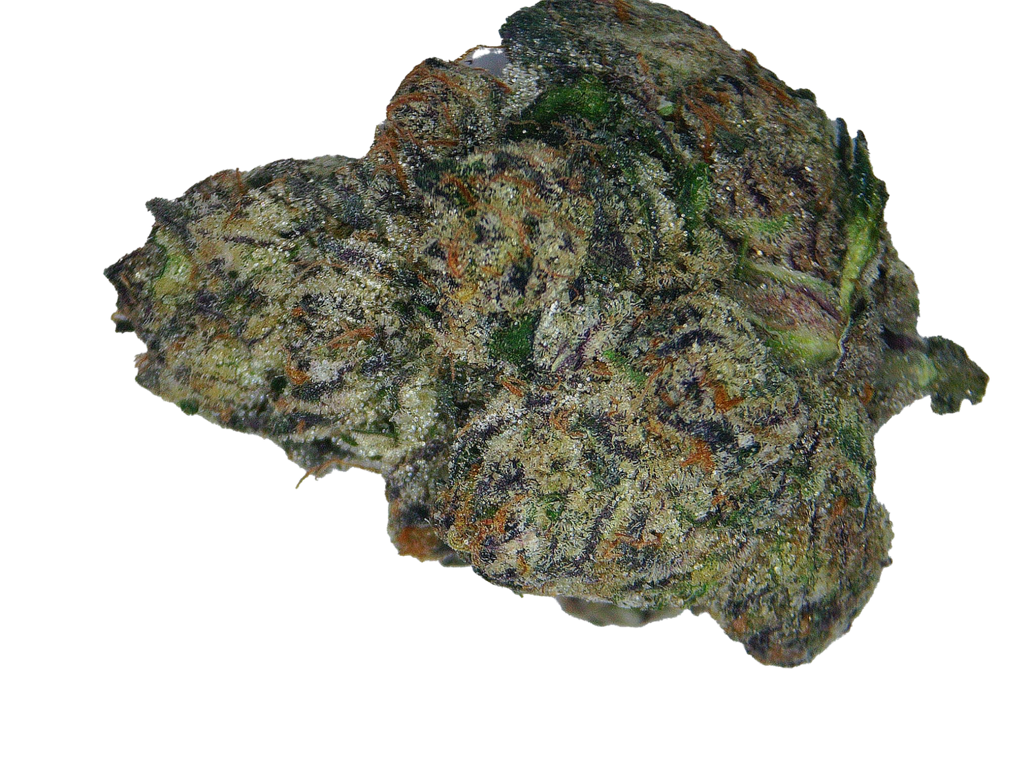 Purple Gumdrop