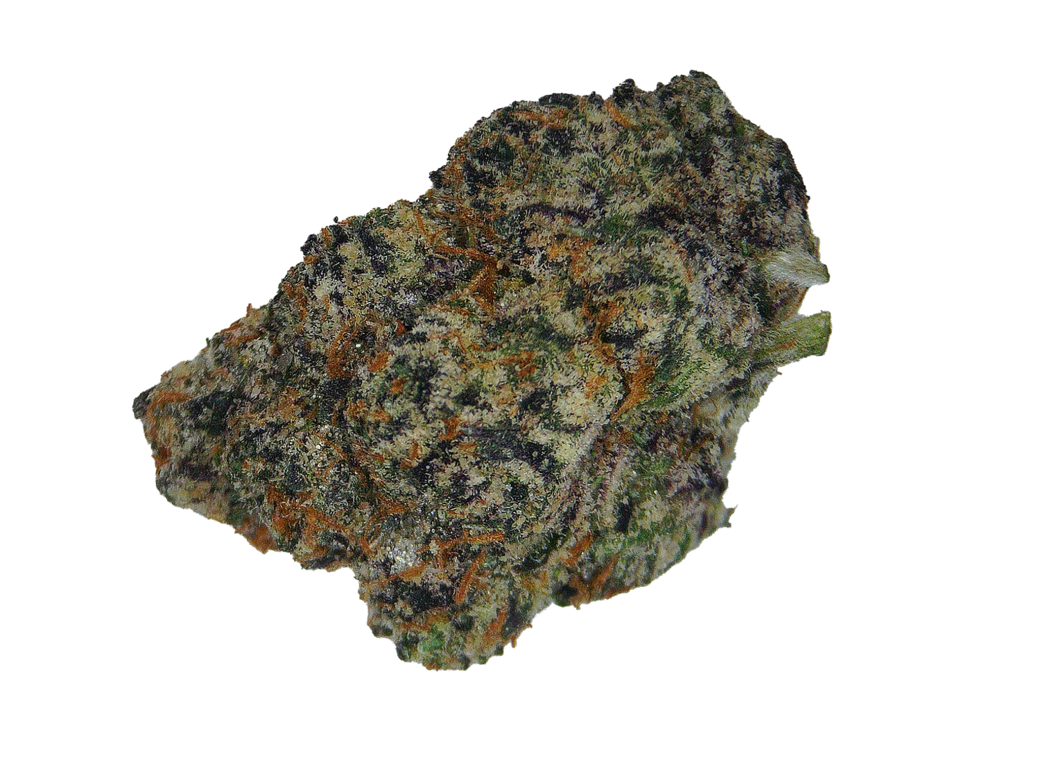 Purple Gumdrop - Laredo