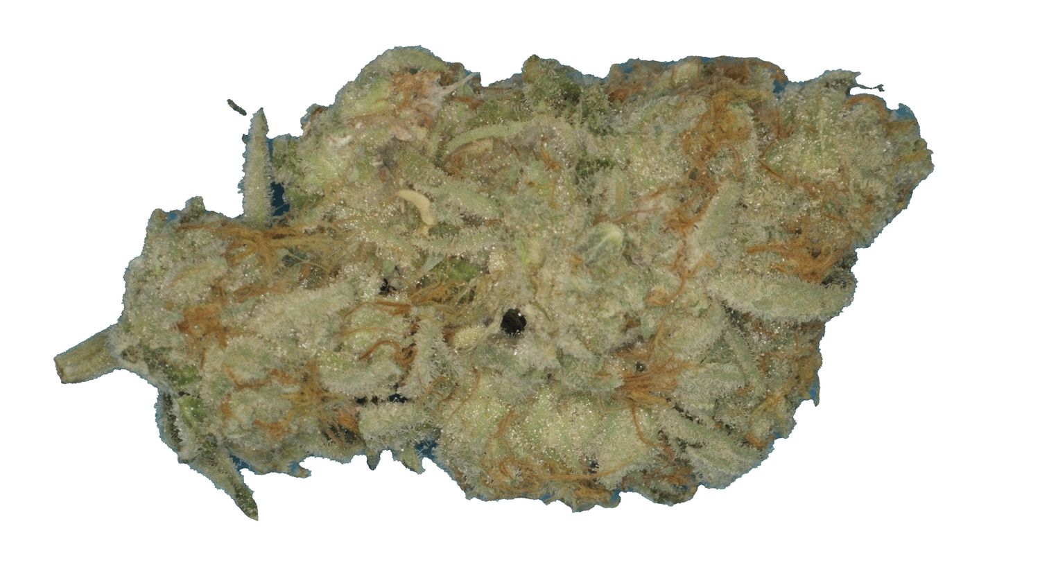 White Rabbit